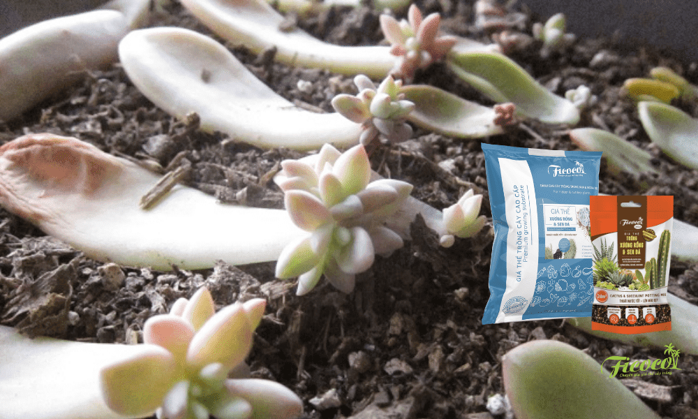 tai-sao-nen-tron-dat-trong-sen-da