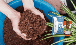 Cách trộn đất trồng sen đá đơn giản giúp cây sống lâu