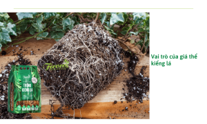 Cách trộn giá thể trồng kiểng lá: Mẹo hay nên biết