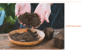 Cách trộn giá thể trồng rau đơn giản tại nhà giúp rau nhanh sinh trưởng