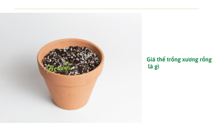 Cách trộn giá thể trồng xương rồng đơn giản có thể bạn chưa biết