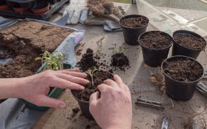 Cách Trộn Xơ Dừa Với Đất: Bí Quyết Cho Vườn Cây Xanh Tốt Quanh Năm