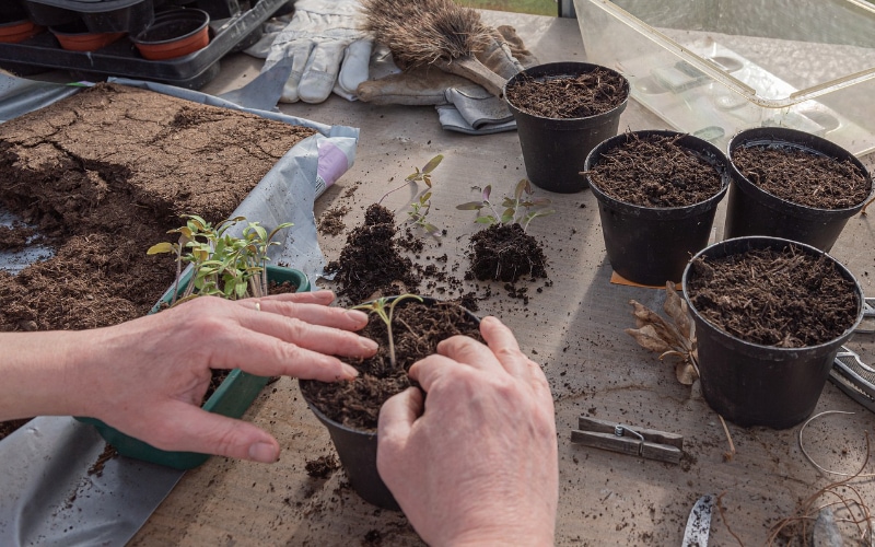 Cách Trộn Xơ Dừa Với Đất: Bí Quyết Cho Vườn Cây Xanh Tốt Quanh Năm