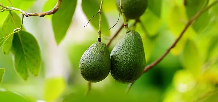 Cách Trồng Cây Bơ Tại Nhà Đơn Giản Và Hiệu Quả