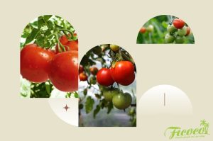 CÁCH TRỒNG CÀ CHUA BẰNG TÚI TRỒNG TIỆN LỢI IZY BAG