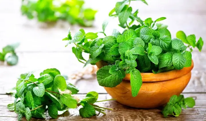 Cây Giống Hoa Thanh Liễu: Hướng Dẫn Chi Tiết Từ A-Z Cho Người Mới Bắt Đầu