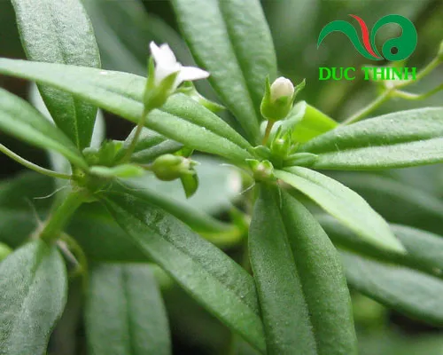 Giá thể và giống cây bạch hoa xà chất lượng tại nhà vườn