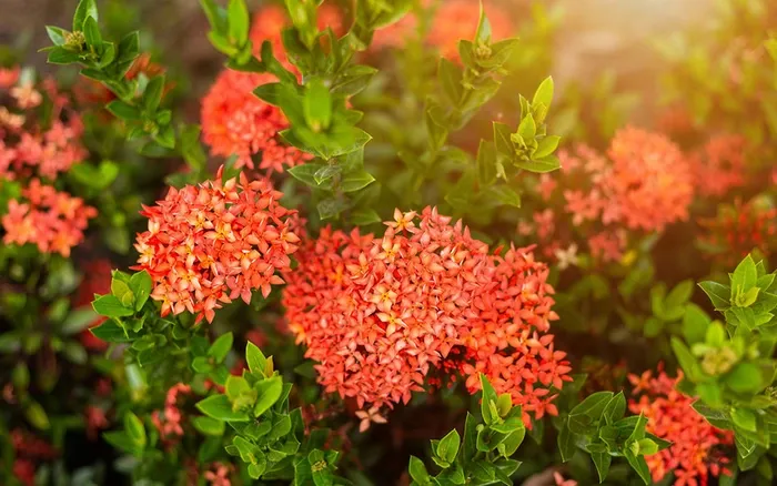 Cận cảnh chùm hoa bông trang đỏ rực rỡ