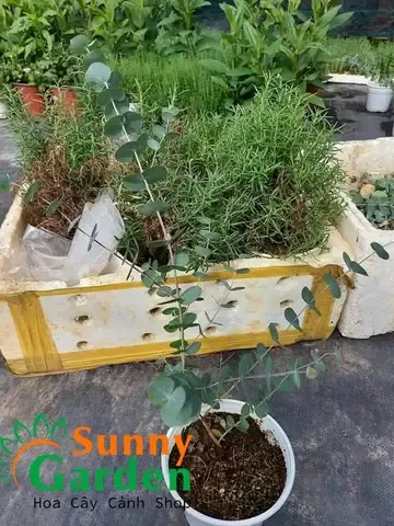 Cành cây đô la bạc được cắt và chuẩn bị để giâm