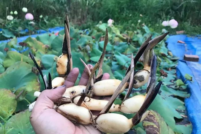 Cách trồng và chăm sóc hoa sen bằng củ