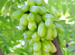 Bảo Quản Khế Tàu