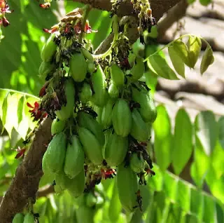 Cắt Tỉa Cây Khế Tàu