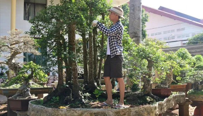 Quy trình hướng dẫn cách trồng cây khế trong chậu cảnh