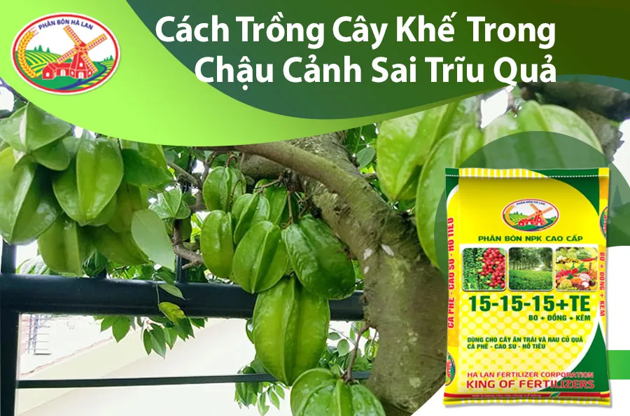Hướng dẫn chi tiết cách trồng cây khế trong chậu cảnh 2026