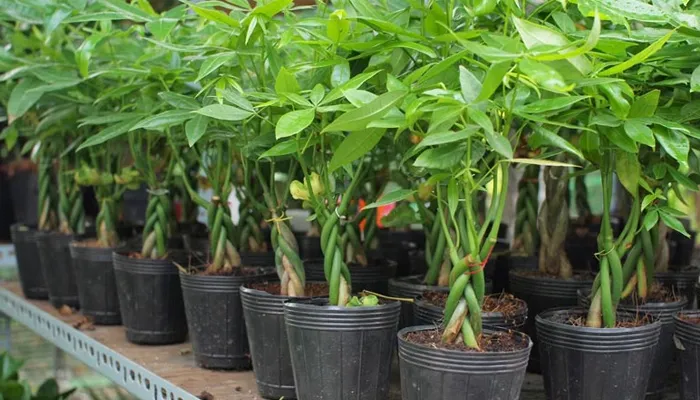 Cách trồng cây kim ngân bằng phương pháp giâm cành đạt hiệu quả cao