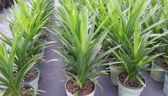 Trồng cây lá dứa trong chậu