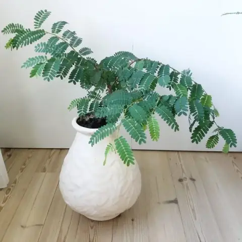 Cây Giống Hoa Thanh Liễu: Hướng Dẫn Chi Tiết Từ A-Z Cho Người Mới Bắt Đầu