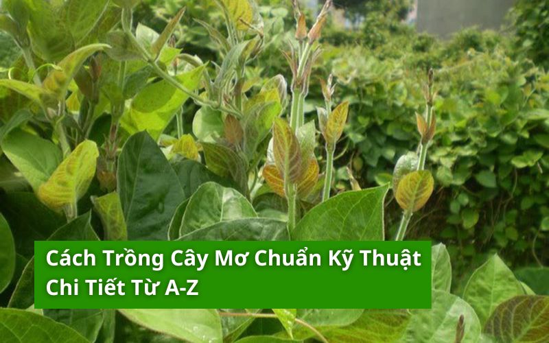 Kỹ Thuật Trồng Cây Cỏ Ngọt: Hướng Dẫn Chi Tiết Từ A-Z