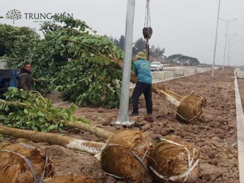 Cây được chuẩn bị để vận chuyển sau khi bứng