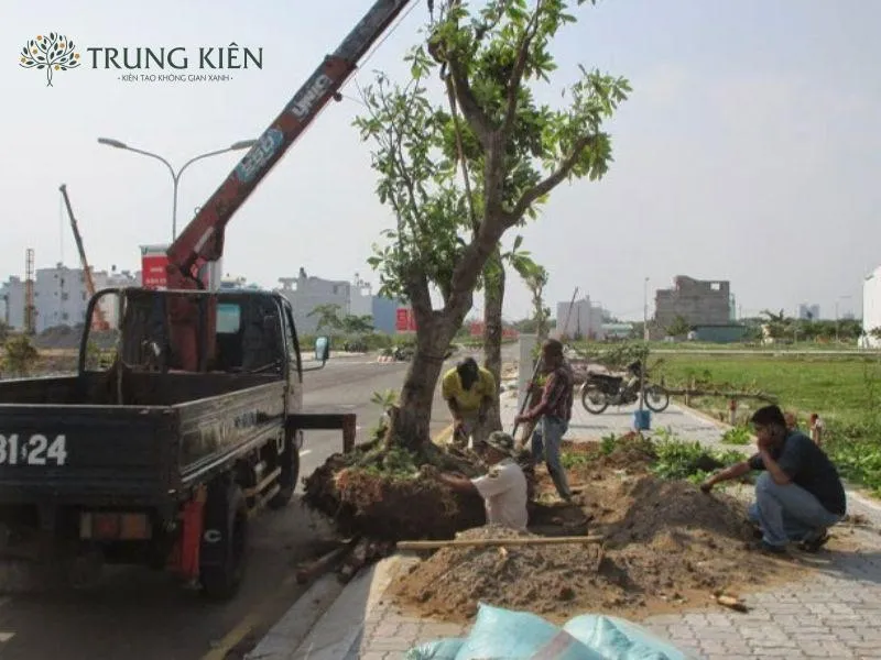 Cảnh quan Trung Kiên thực hiện bứng cây cho dự án