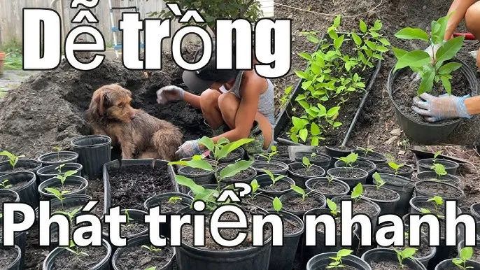 Cách trồng cây na từ hạt hiệu quả tại nhà