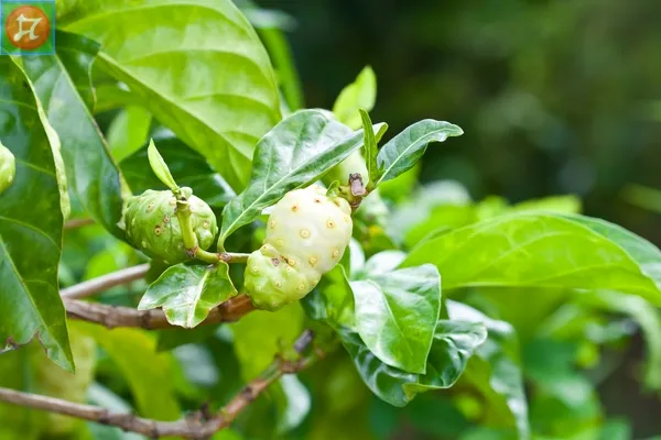 Đặc điểm hình thái và cấu trúc của cây nhàu trưởng thành