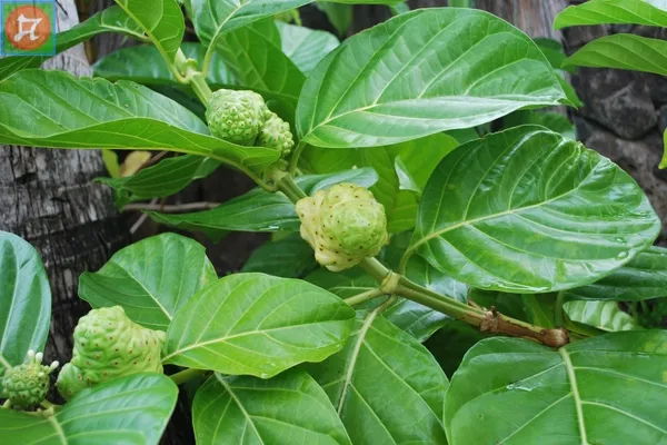 Trái nhàu tươi chín mọng, giàu dưỡng chất