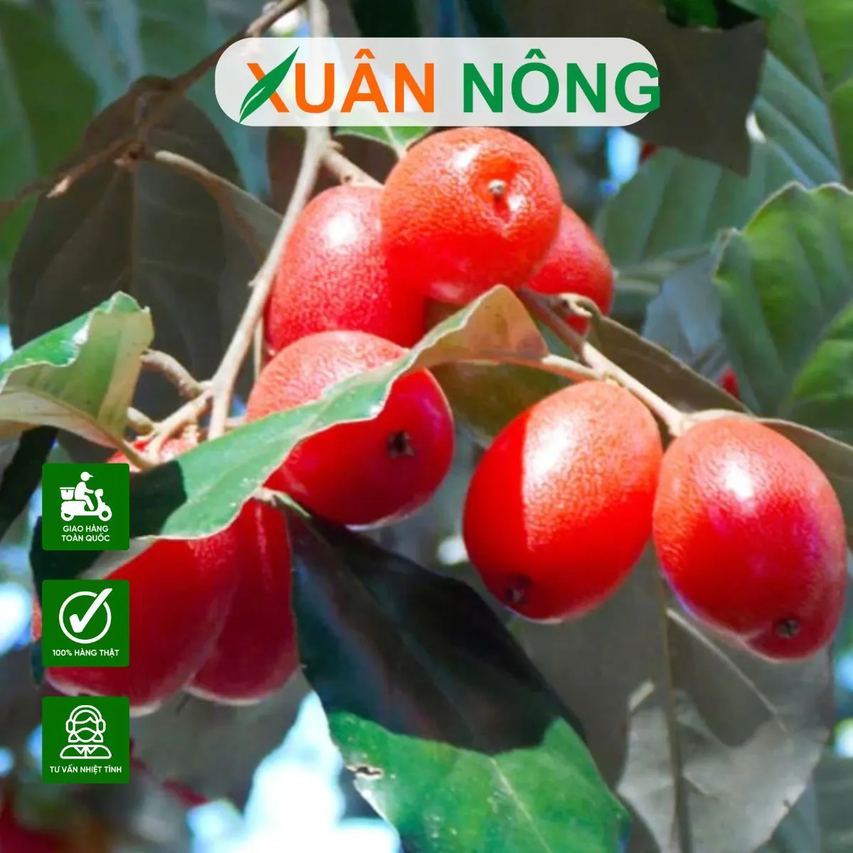 cach-trong-cay-nhot-1