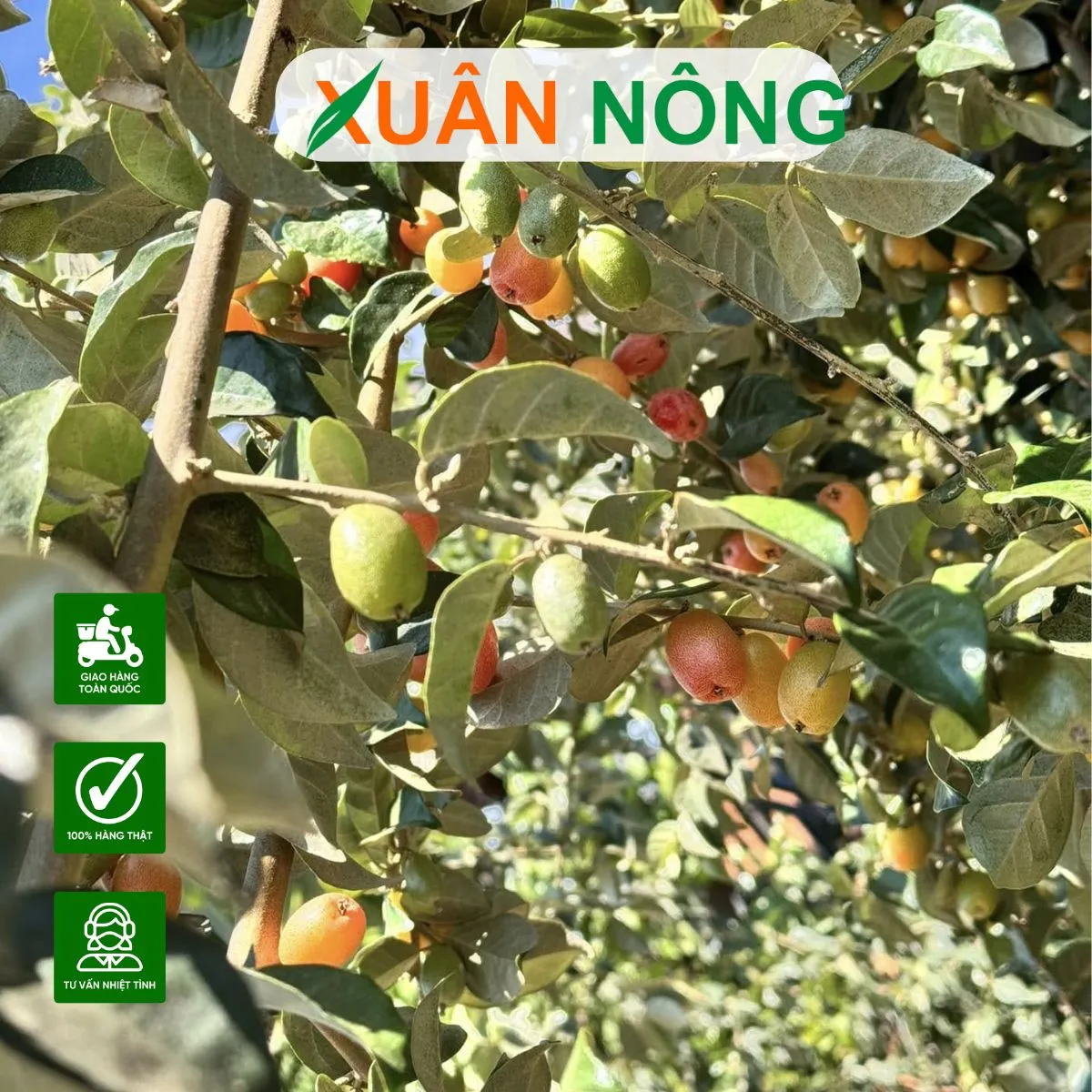 cach-trong-cay-nhot-9