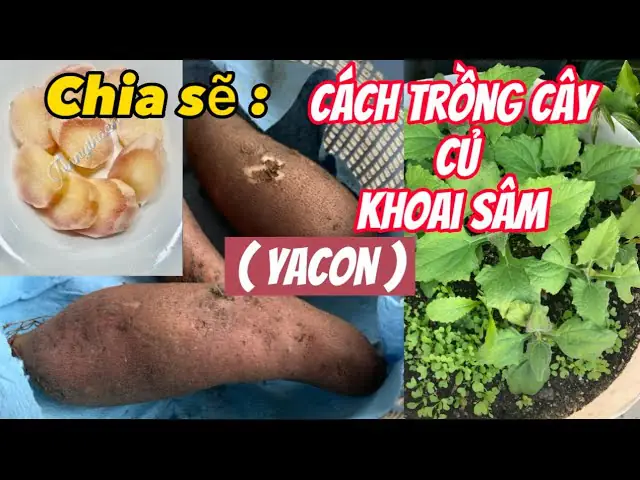 Hướng Dẫn Chi Tiết Cách Trồng Cây Sương Sâm Tại Nhà: Từ A-Z Cho Người Mới Bắt Đầu