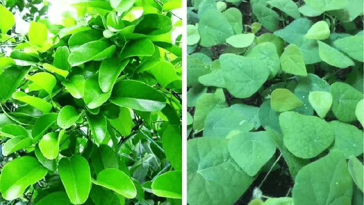 Hướng Dẫn Chi Tiết Cách Trồng Cây Sương Sâm Tại Nhà: Từ A-Z Cho Người Mới Bắt Đầu