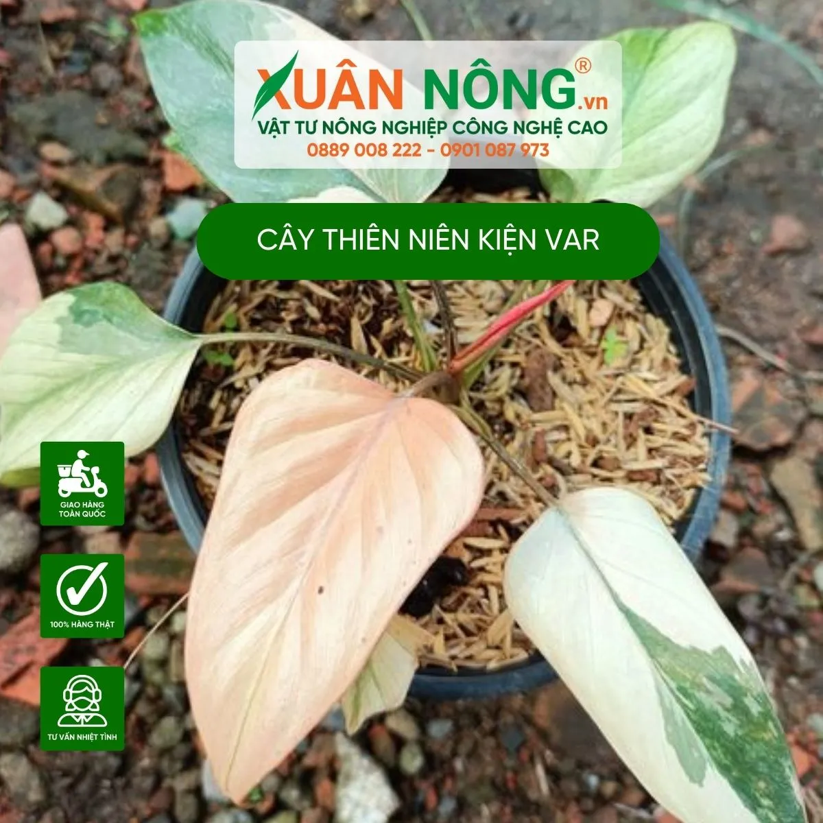 Kỹ thuật trồng cây đúng cách giúp bộ rễ phát triển mạnh mẽ