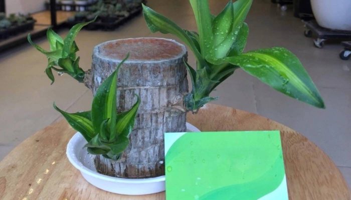 Cách Trồng Và Chăm Sóc Cây Thiết Mộc Lan Trong Nhà Chuẩn Chuyên Gia