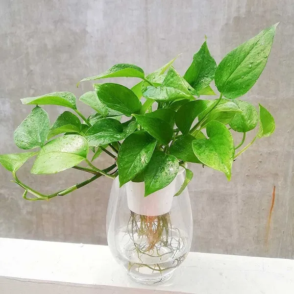 Cách trồng cây trầu bà trong bình nước