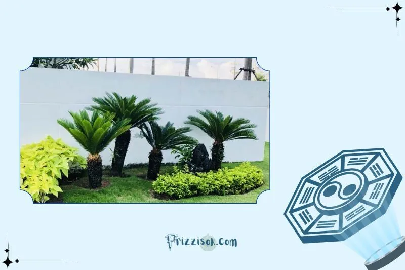 Cách Trồng Cây Vạn Tuế Đúng Kỹ Thuật Cho Cây Xanh Tốt