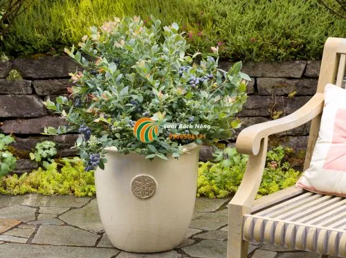 Trồng việt quất bằng chậu