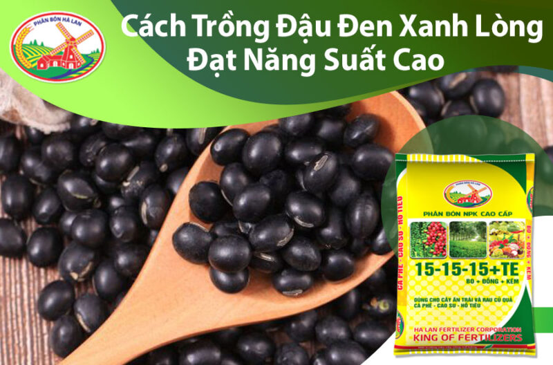 Hướng Dẫn Chi Tiết Cách Trồng Cây Đậu Xanh Đạt Năng Suất Cao