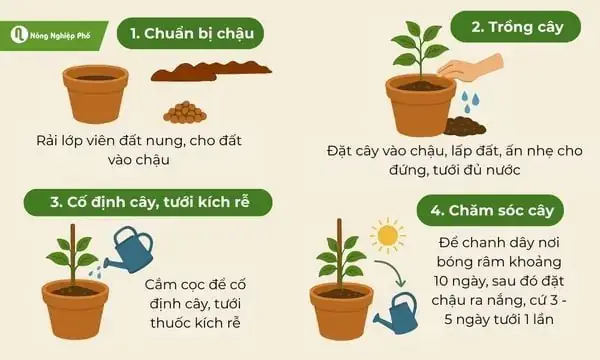 Cách Trồng Chanh Dây: Hướng Dẫn Chi Tiết Từ A-Z
