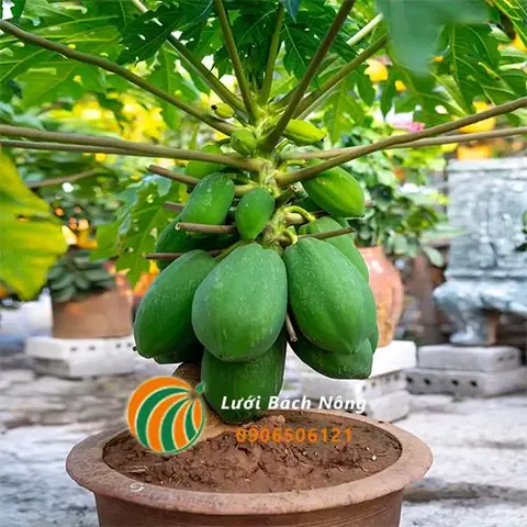 Cách Trồng Cây Đu Đủ Trong Chậu: Hướng Dẫn Chi Tiết Từ A-Z