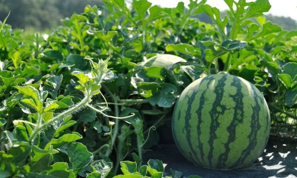 Đặc điểm của dưa hấu