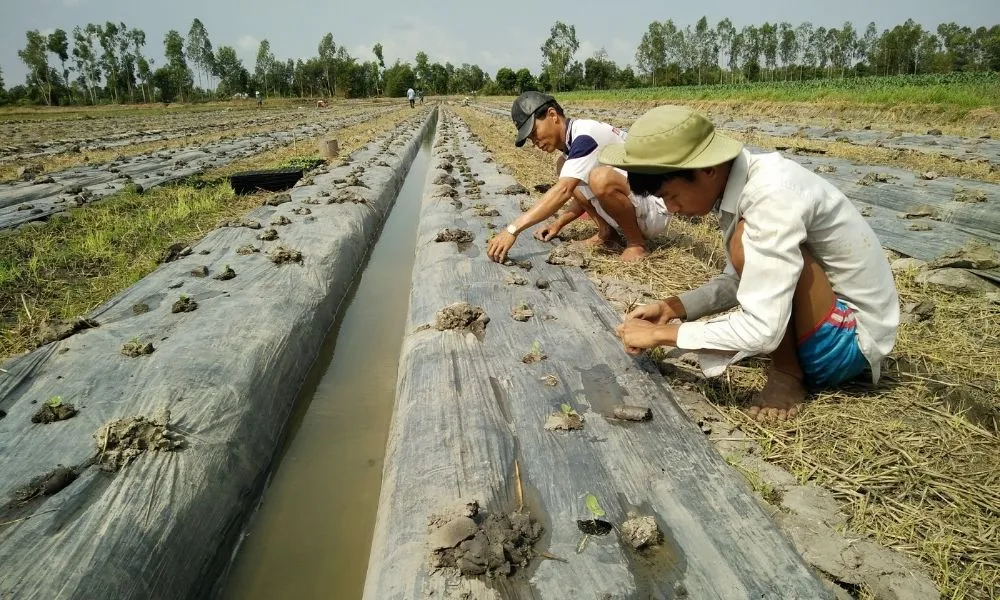 Đất trồng và khoảng cách