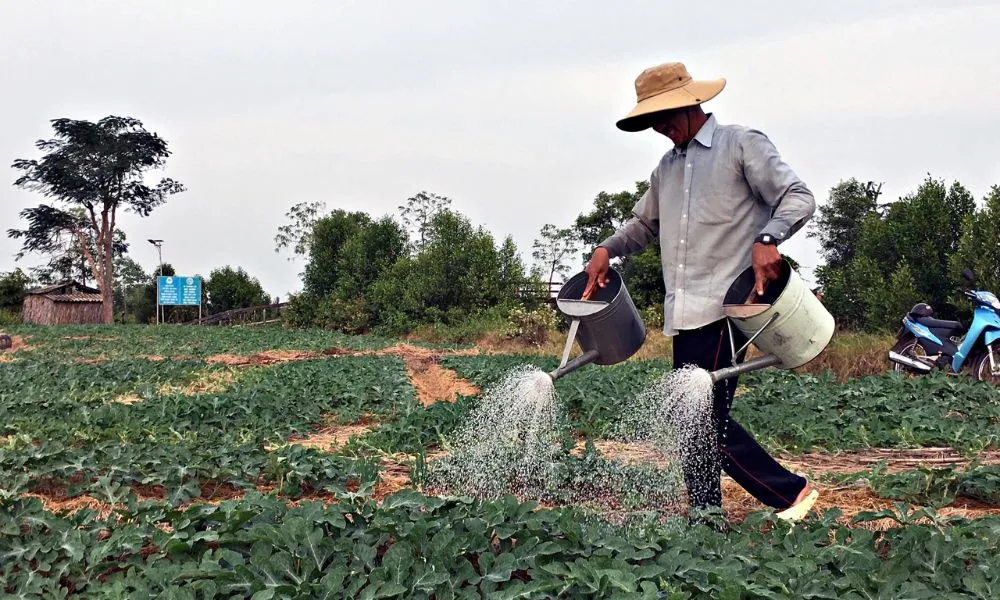 Tưới nước đúng cách