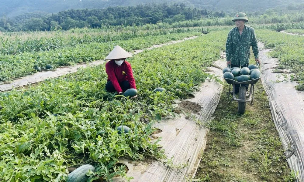 Thu hoạch và bảo quản
