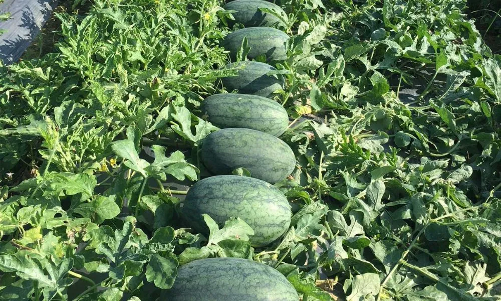 Gợi ý thêm từ chuyên gia