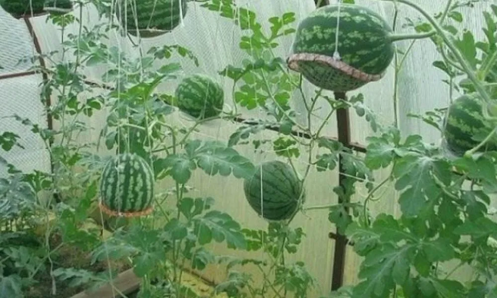 Kết luận quy trình