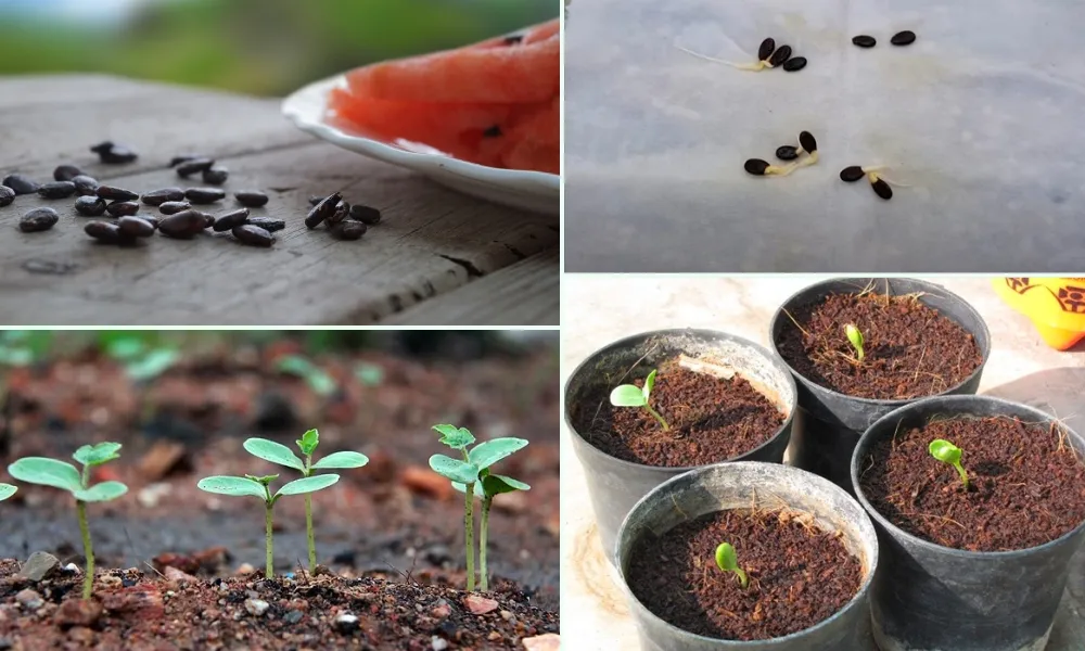 Cách trồng từ hạt