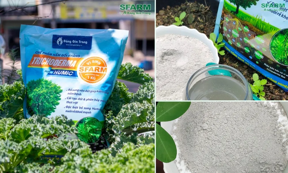 Phòng nấm Trichoderma