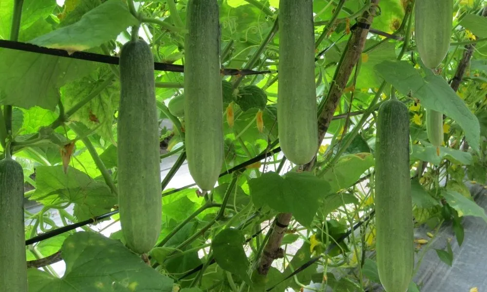 Hướng dẫn chi tiết cách trồng dưa leo sai quả trong thùng xốp đạt năng suất cao tại nhà.