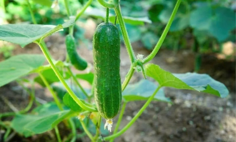 Kỹ thuật chăm sóc dưa leo giai đoạn cây con cực kỳ quan trọng để tạo nền tảng năng suất.