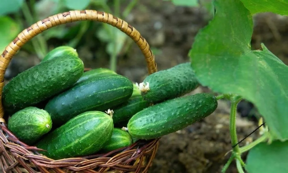 Thành quả thu hoạch dưa leo sạch tại nhà với quy trình canh tác hữu cơ chuẩn 2026.